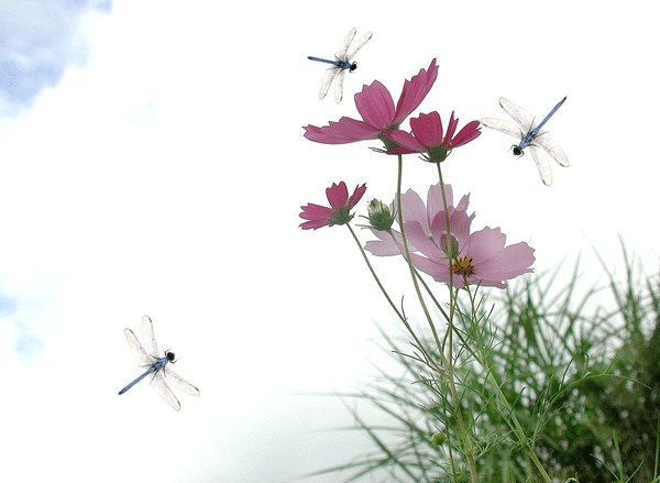 53ba2b185c8f4467bae00509144cdcee_1629340440_4131.gif
