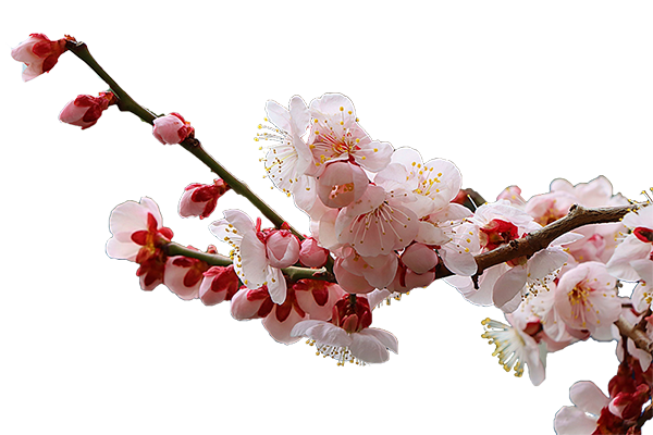 a61f1d70540bccebd74e23f90544967e_1646643525_681.png