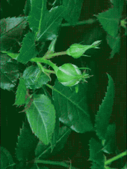 86791d6a997877503f435e2f2a7d1606_1652845839_8235.gif