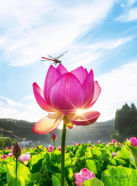 d2d01885139c0898f56de6da357bdfbf_1651728941_9356.gif
