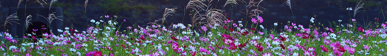 7b96fd19e68db4d0e92c96be6efbdb35_1665799291_643.png